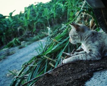 Close-up of a cat