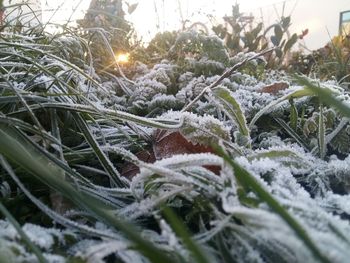 Close-up of frozen plants on field