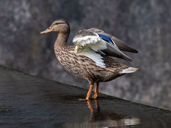 Seagull perching on a lake