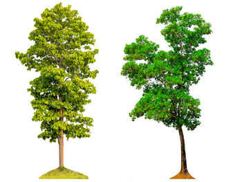 Low angle view of tree against white background