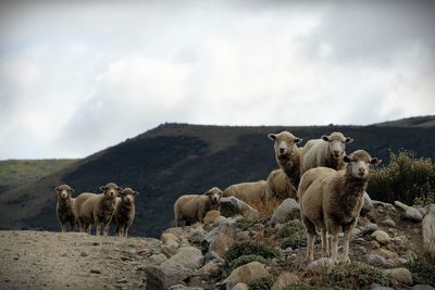 Flock of sheep on mountain