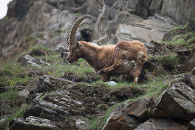 Ibex farts on rocks