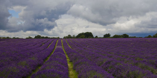 Scenic view of field against cloudy sky