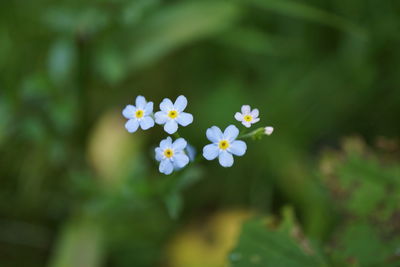 Close-up of yellow flowers blooming outdoors