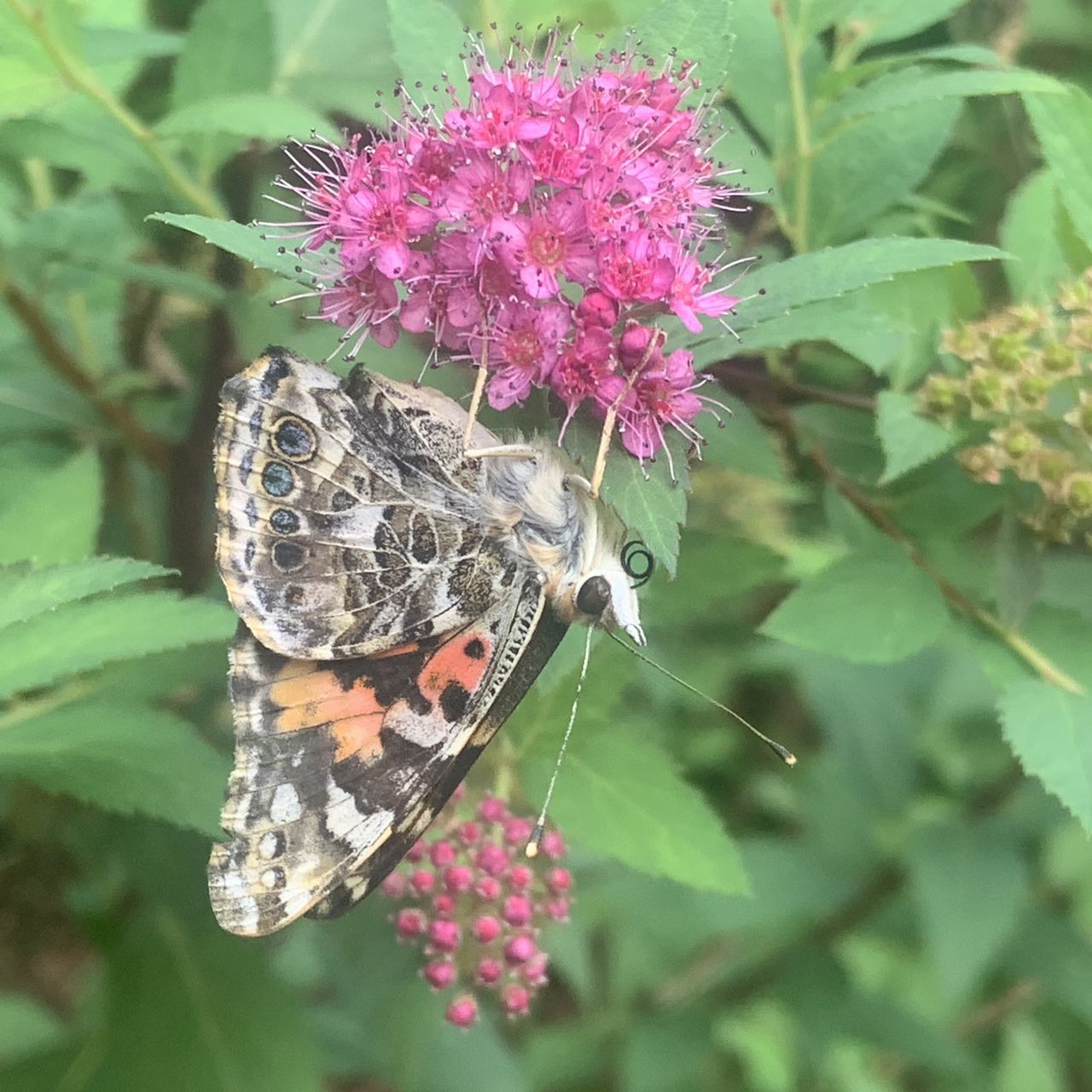 CLOSE-UP OF BUTTERFLY ON PINK FLOWERS