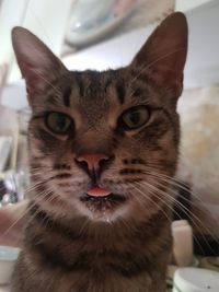 Close-up portrait of a cat