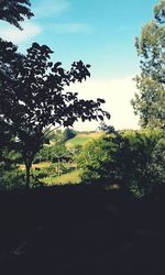 Trees growing on field