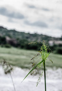 Close-up of insect on plant against sky