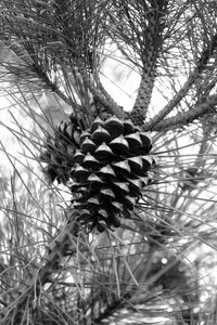 Close-up of pine cone on tree