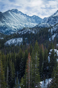 Pine trees on snowcapped mountains against sky