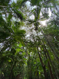 Low angle view of trees in forest