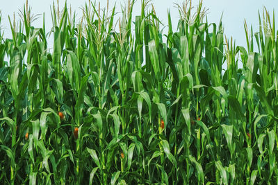 Close-up of wheat field