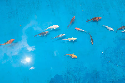 High angle view of fishes swimming in sea