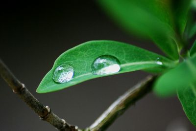 Close-up of water drops on leaf