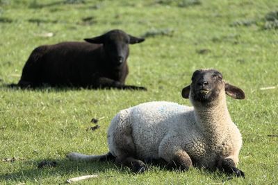 Sheep relaxing on field