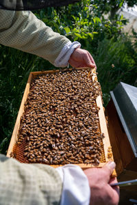 Close-up of insect