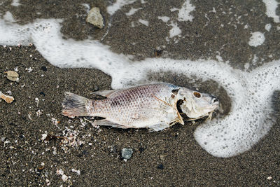 Close-up of dead fish