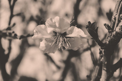 Close-up of cherry blossom