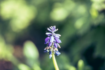 flowering plant