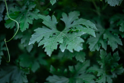 Close-up of fresh green leaves on plant