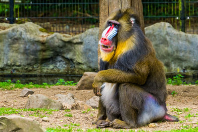 Monkey sitting in a zoo