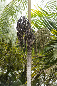 Low angle view of palm trees