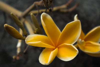 Close-up of yellow flowering plant