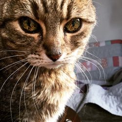 Close-up portrait of cat
