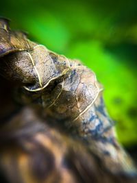 Close-up of lizard on tree