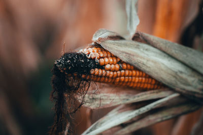 Close-up of pineapple on plant