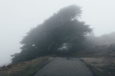 Trees on landscape against sky during foggy weather