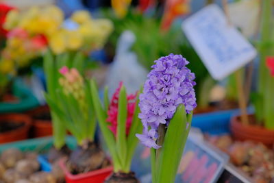 Close-up of purple flowering plant