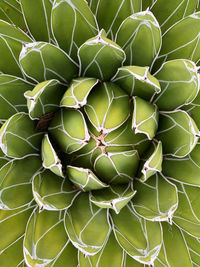 Full frame shot of succulent plant