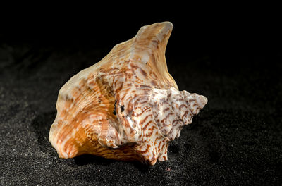 Close-up of seashell against black background