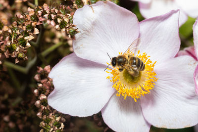 Close-up of bee pollinating on flower