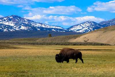 Horse on field against mountain range