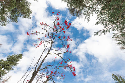 Low angle view of flowering plants against cloudy sky