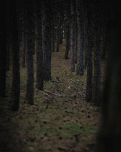 Trees growing in forest