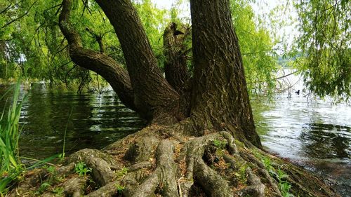 Scenic view of lake in forest