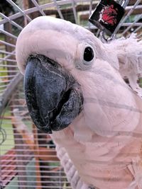 Close-up of a bird