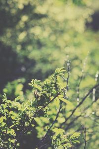 Plant growing on tree