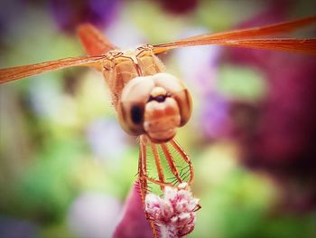 Close-up of crab on plant