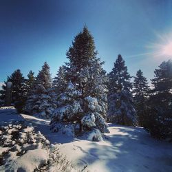 Pine trees on snow covered land against sky