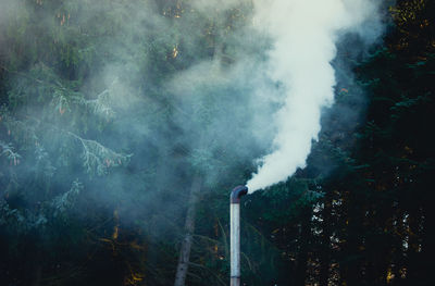 Smoke emitting from trees