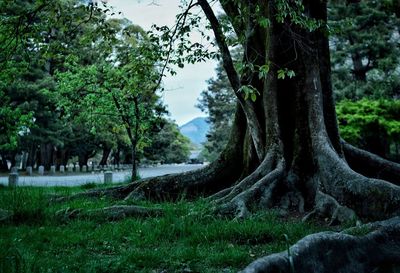 Trees and grass on field