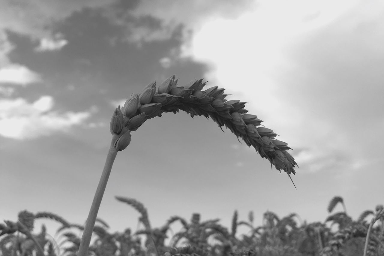 CLOSE-UP OF FLOWERING PLANT AGAINST SKY