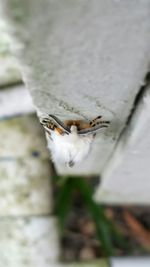 Close-up of white cat
