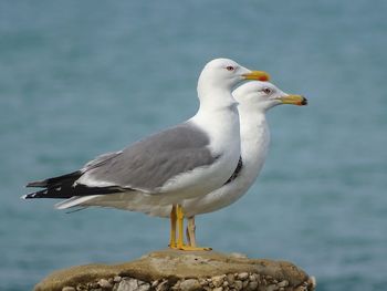 Seagull perching on rock against sea