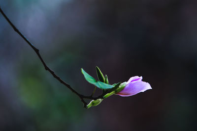 Close-up of flower plant