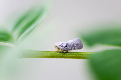 Close-up of insect